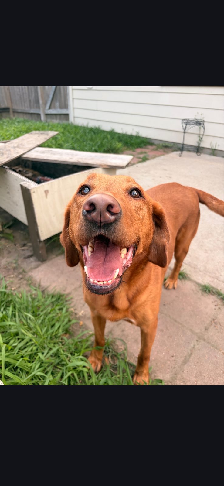 Happy dog after a drop-in visit