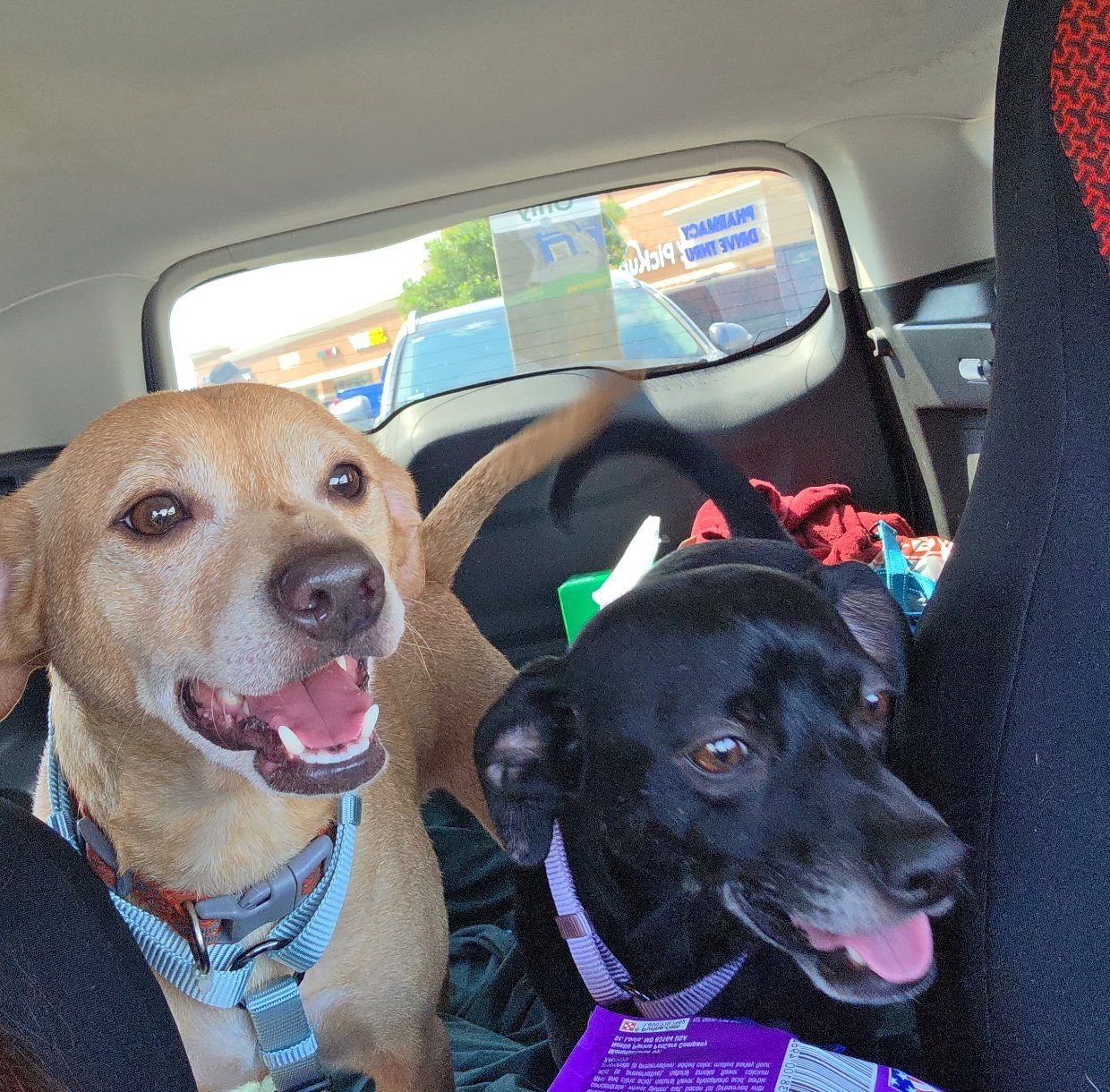 Knox and Simba on a car ride