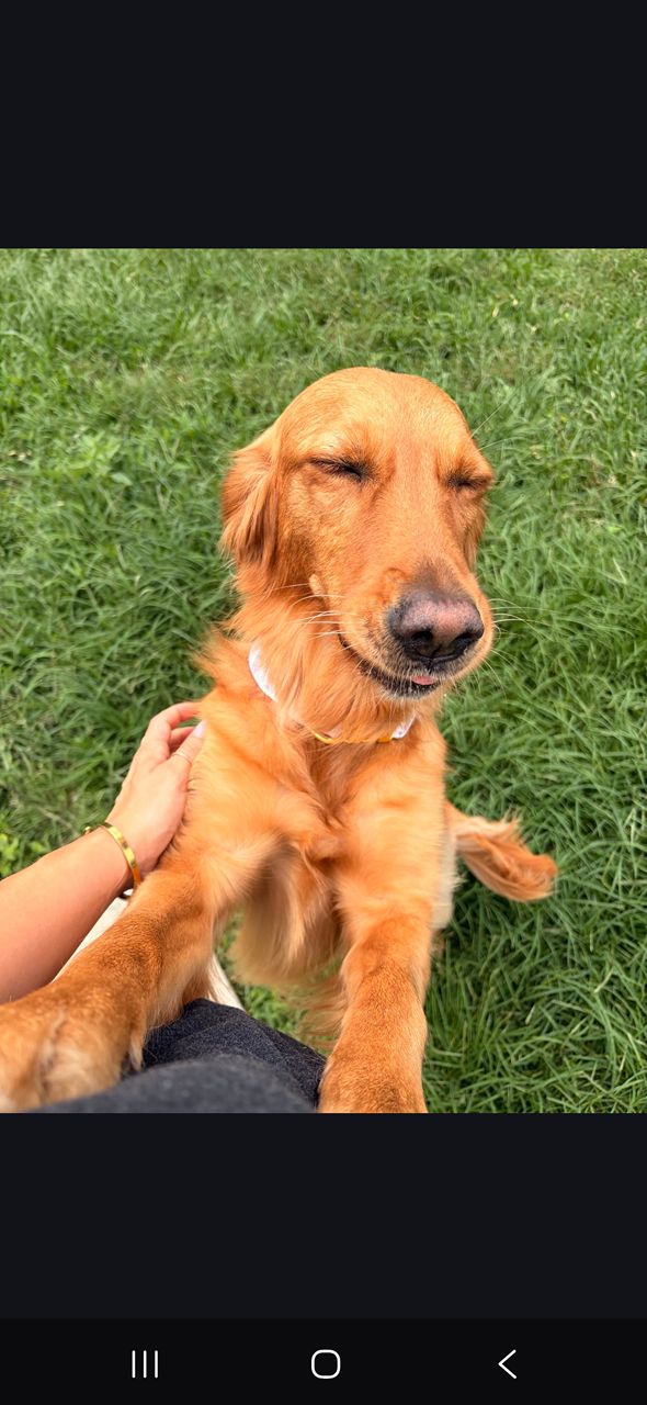 Peaceful golden retriever being petted