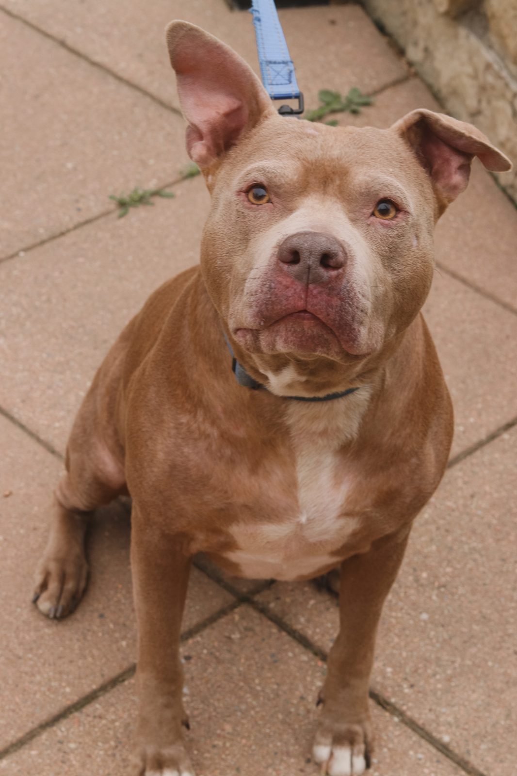 Vito